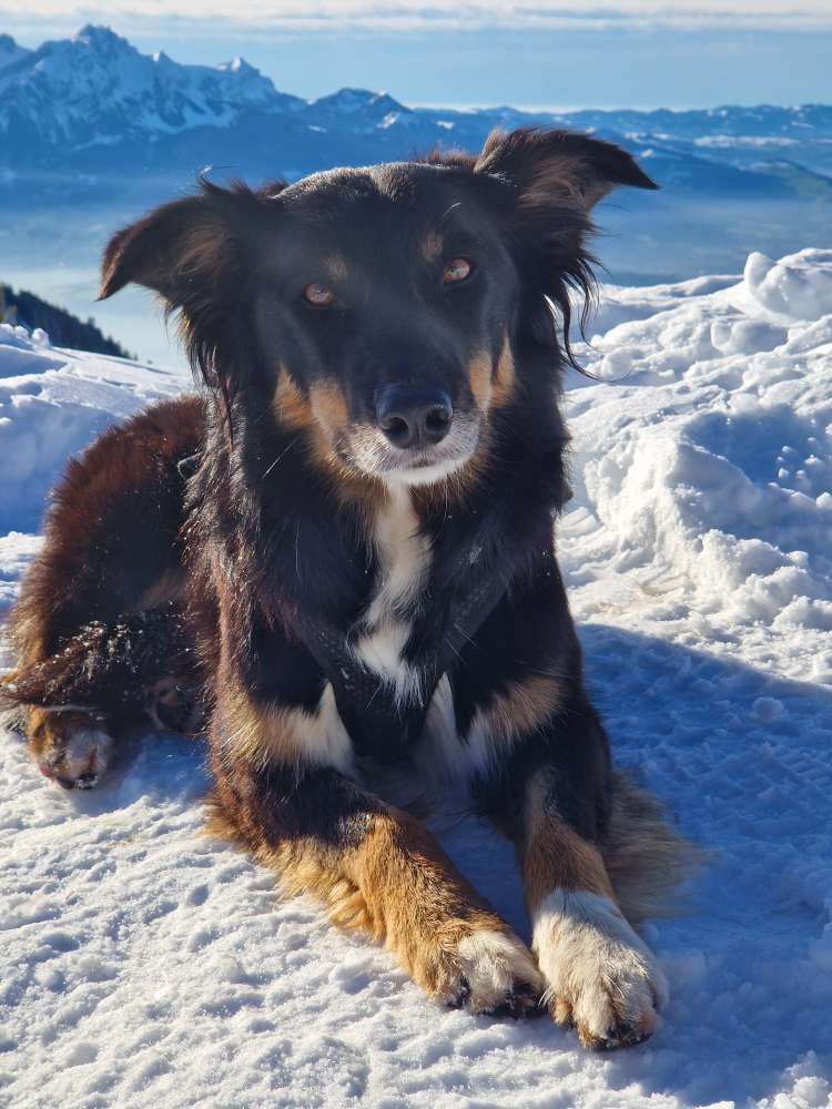 Hundetreffen-Gemeinsamer Spaziergang/ Spielstunde-Profilbild