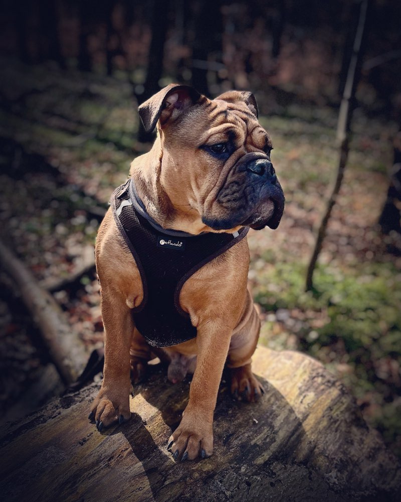 Hundetreffen-Gassifreund/ Spielfreund gesucht-Profilbild