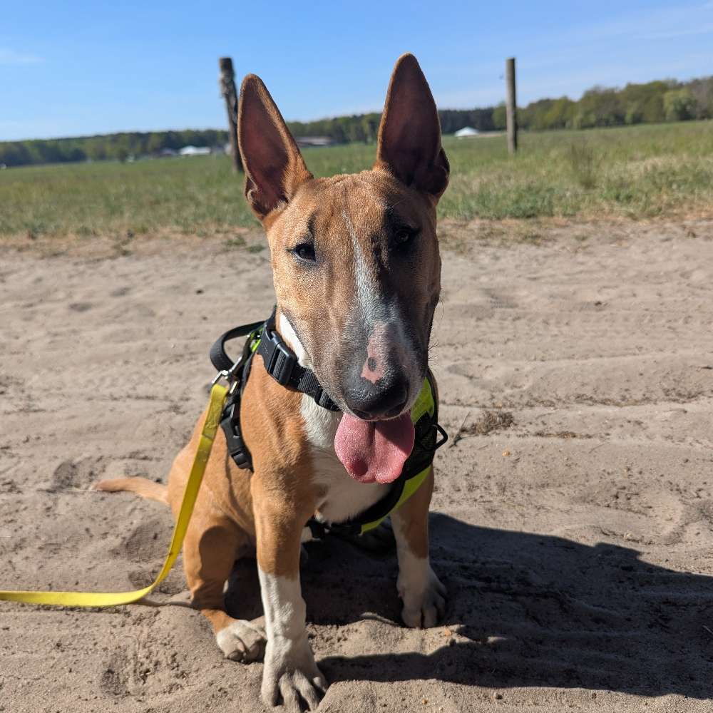 Hundetreffen-Spielrunde/ Spazierrunde-Profilbild