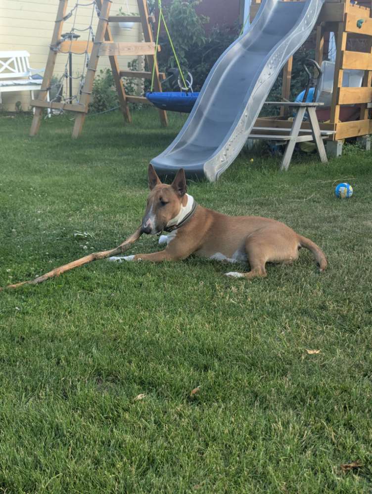 Hundetreffen-Spielrunde/ Spazierrunde-Profilbild