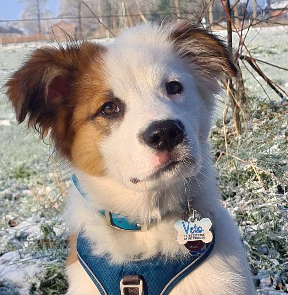 Hundetreffen-Gassi & Spielerunden-Profilbild