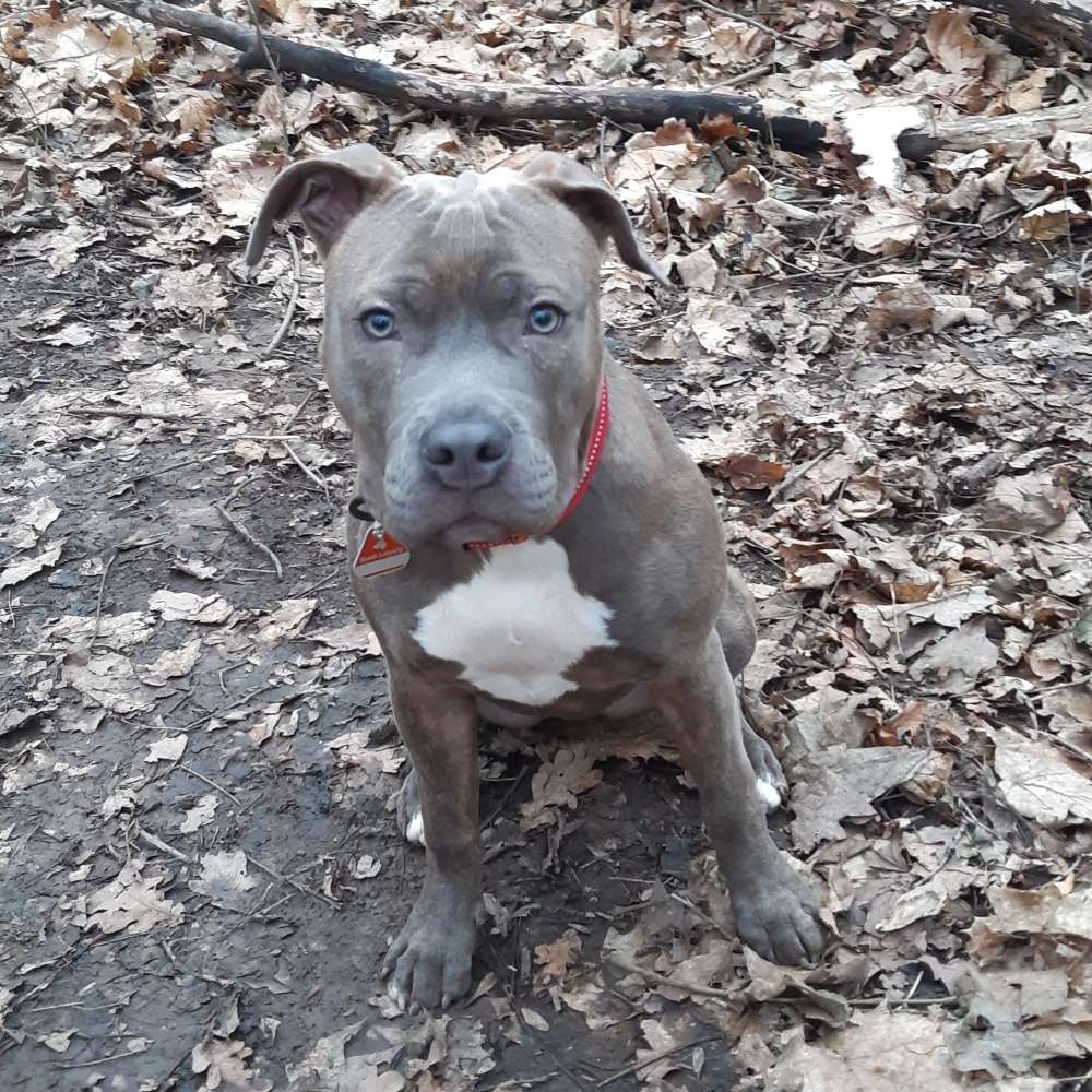 Hundetreffen-Spielen-Profilbild