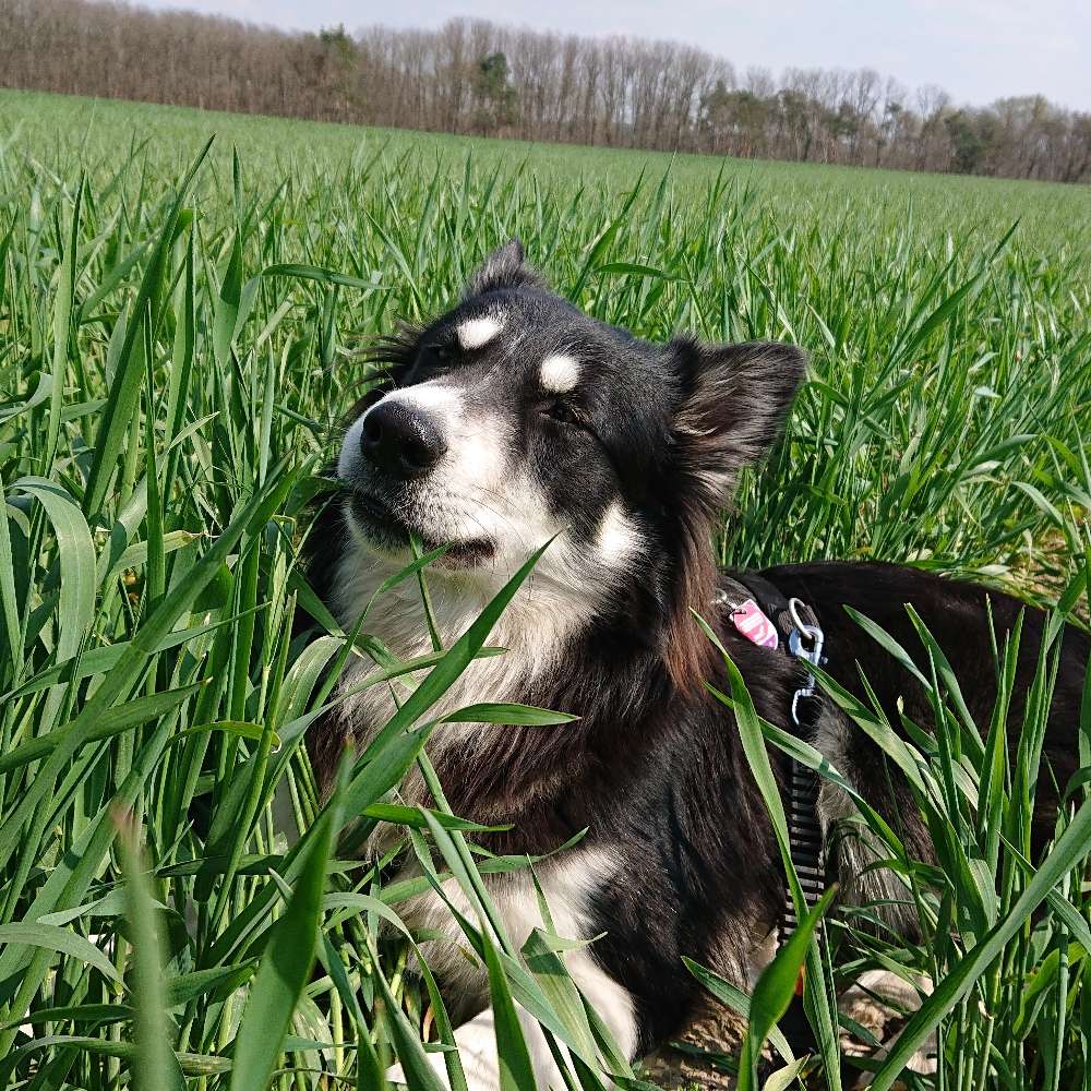 Hundetreffen-Toben und Rennen-Profilbild