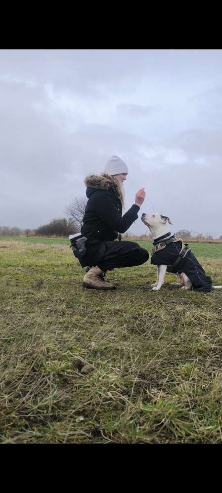 Hundetreffen-Hundebegegnungen üben & allgemein Training zusammen☺️-Profilbild