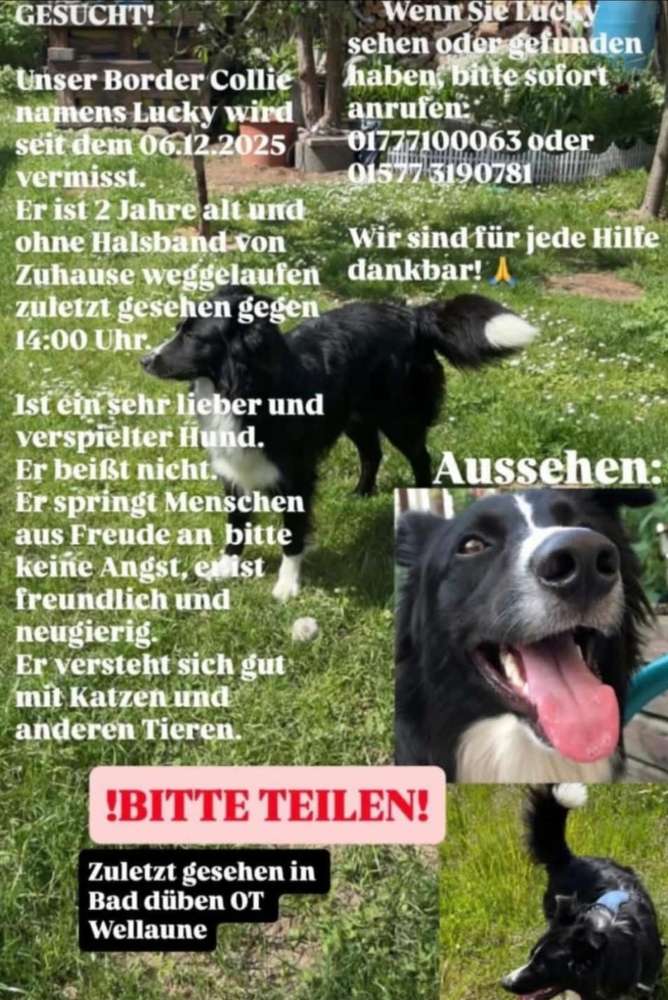 Suchmeldung-Lucky-Profilbild