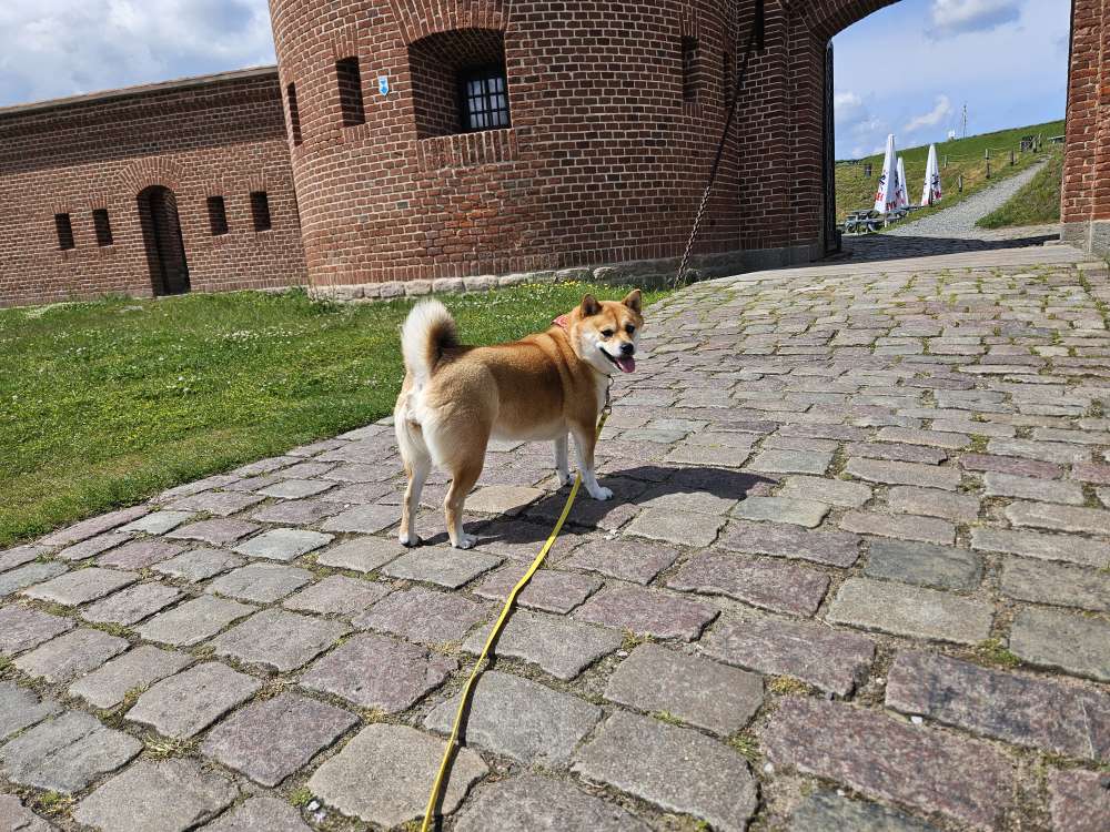 Hundetreffen-Shiba Inu Treffen im Tierpark  Sababurg 03.10.2024-Profilbild