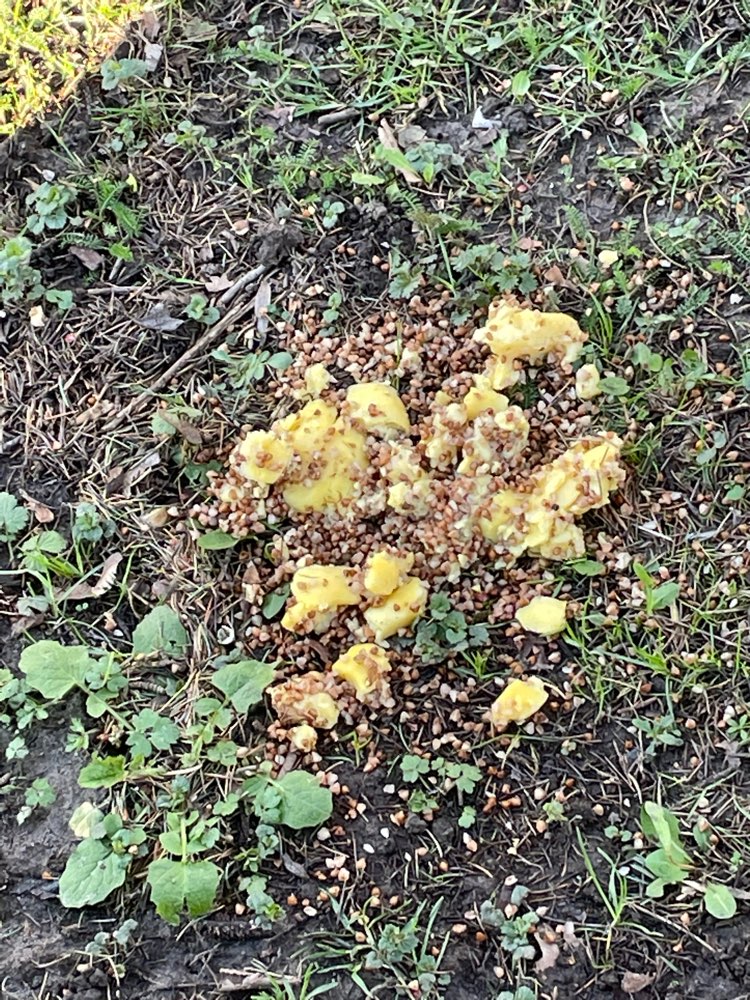 Giftköder-Mögliche präparierte Essensreste-Profilbild