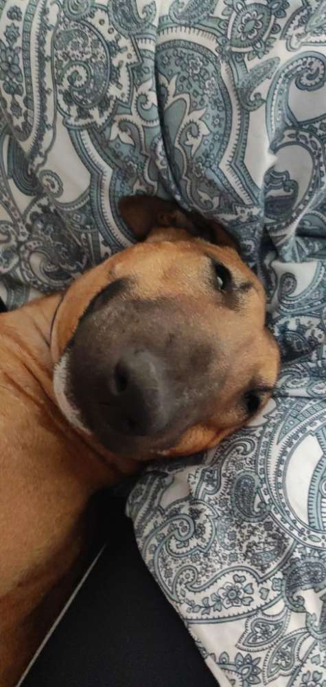 Hundetreffen-Gemeinsame Gassirunde-Profilbild