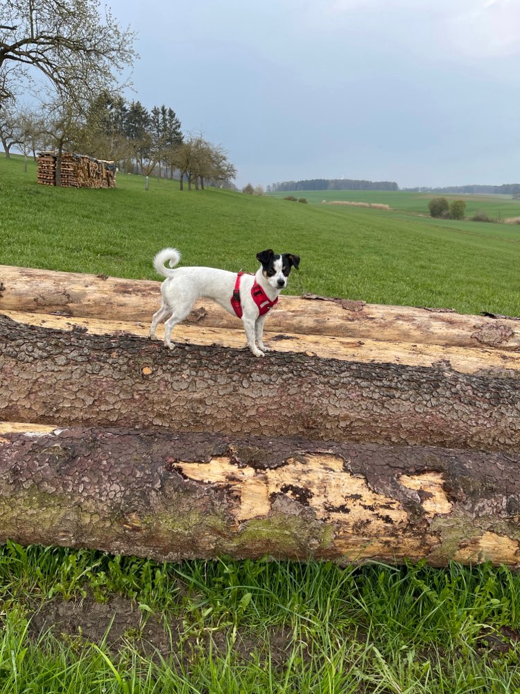 Hundetreffen-Kleinhundetreff-Profilbild