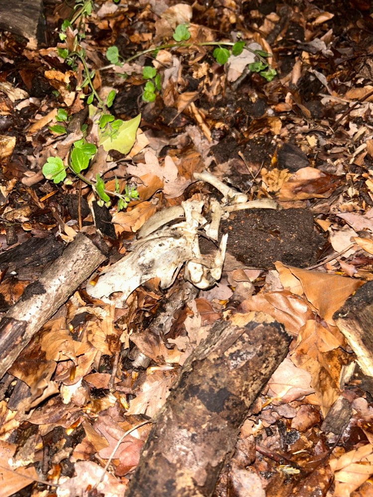 Giftköder-Tier Knochen-Profilbild