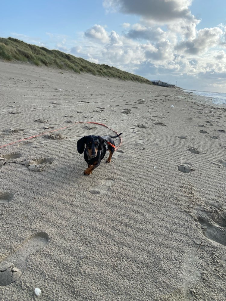 Hundetreffen-Spielfreunde und gemeinsame Spaziergänge-Profilbild