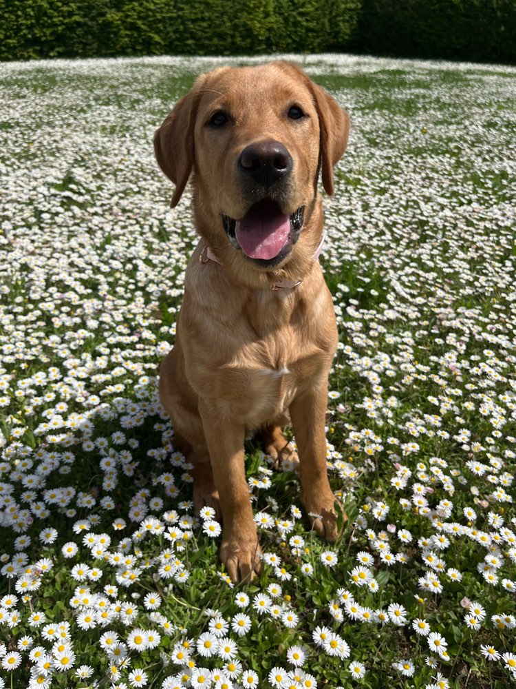 Hundetreffen-Spielfreund/in für Ella gesucht 🐶-Profilbild