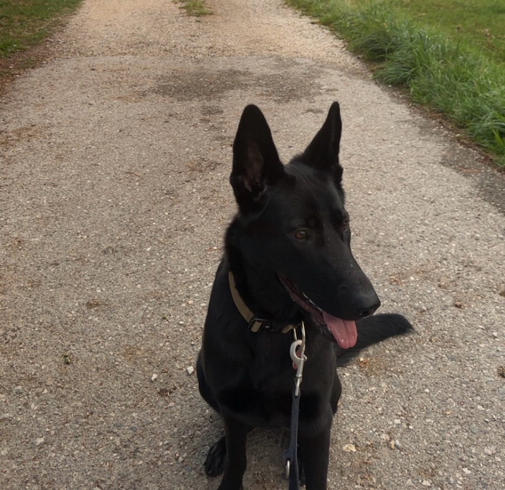 Hundetreffen-Gassi gehen oder spielen-Profilbild