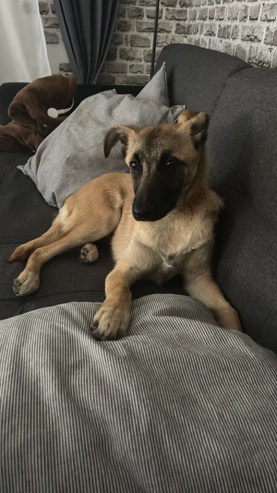 Hundetreffen-Gassi runde in Echterdingen-Profilbild