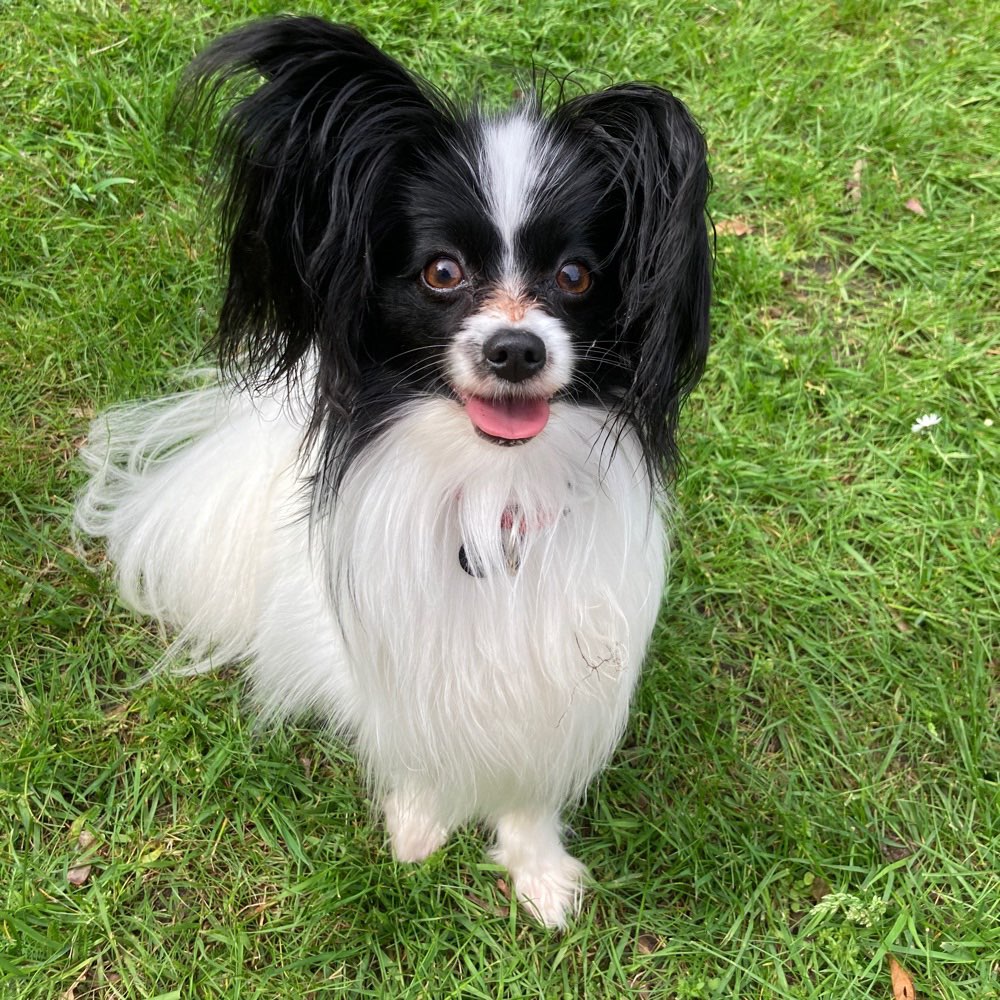 Hundetreffen-Kleine Hunde Treffen-Profilbild