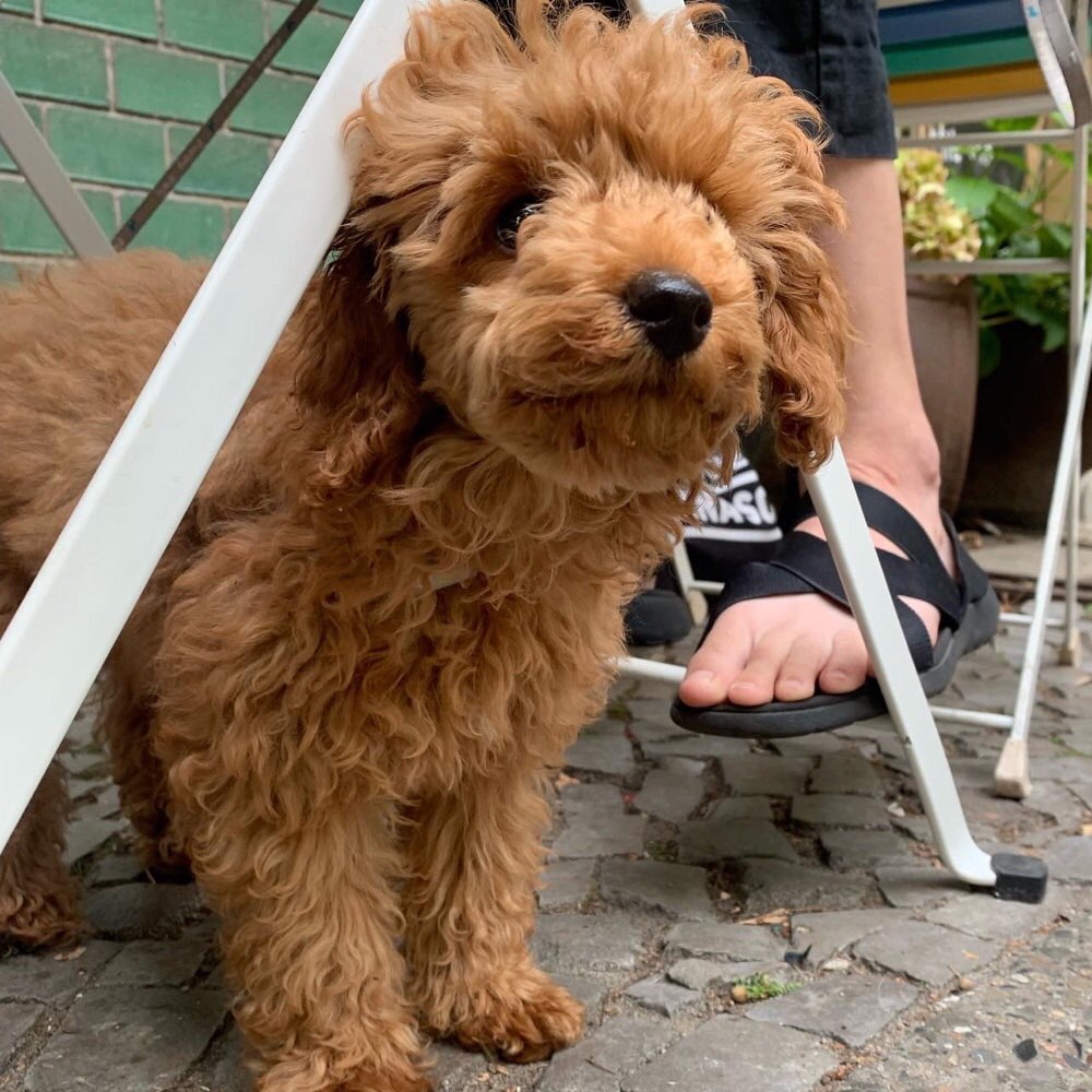 Hundetreffen-Play date for young, mini puppies-Profilbild
