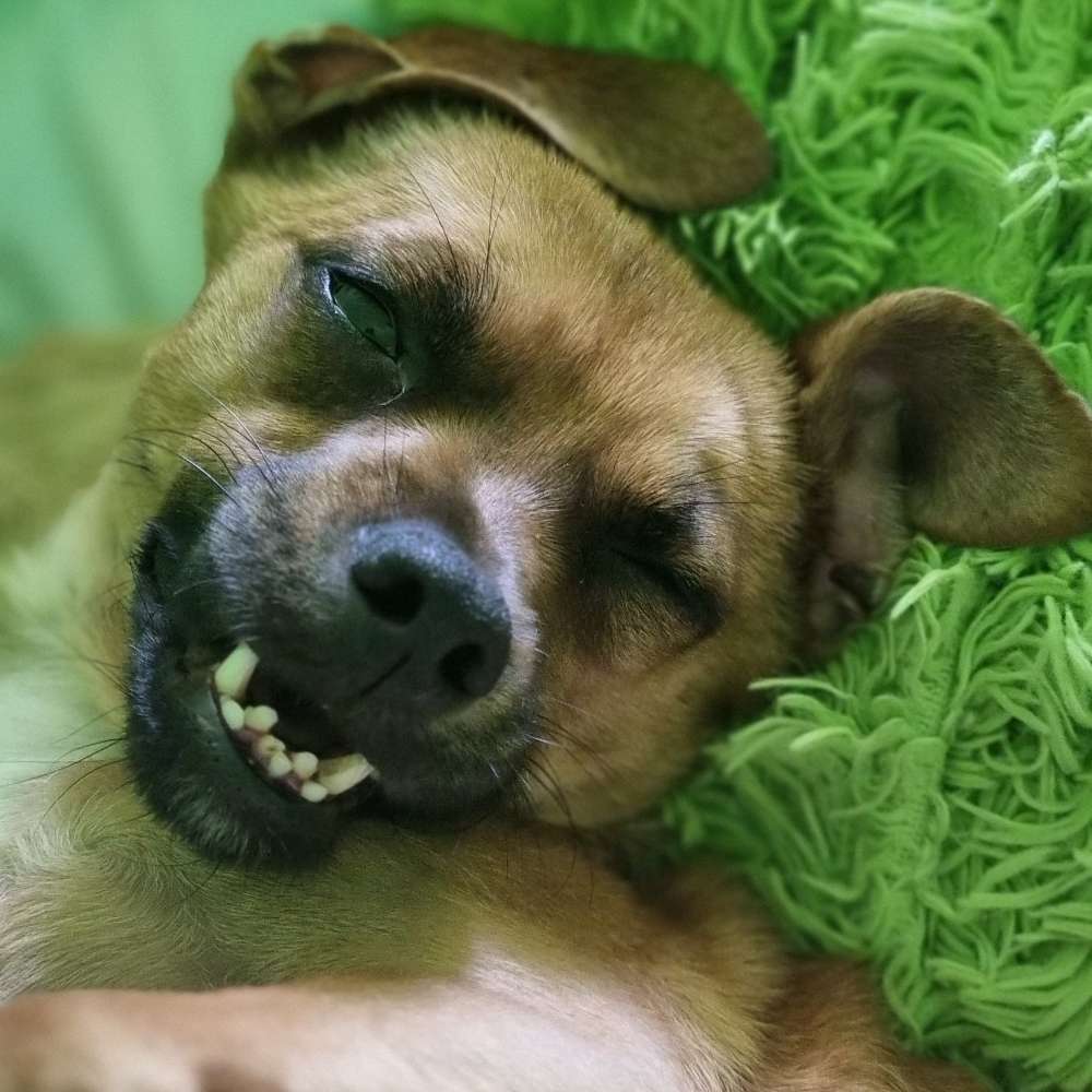 Hundetreffen-Gassi-/Spielrunde-Profilbild