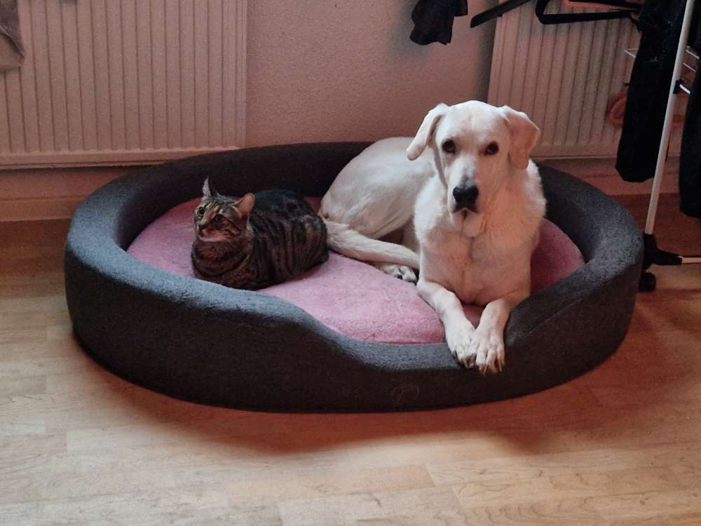 Hundetreffen-Hundefreunde Labis-Profilbild