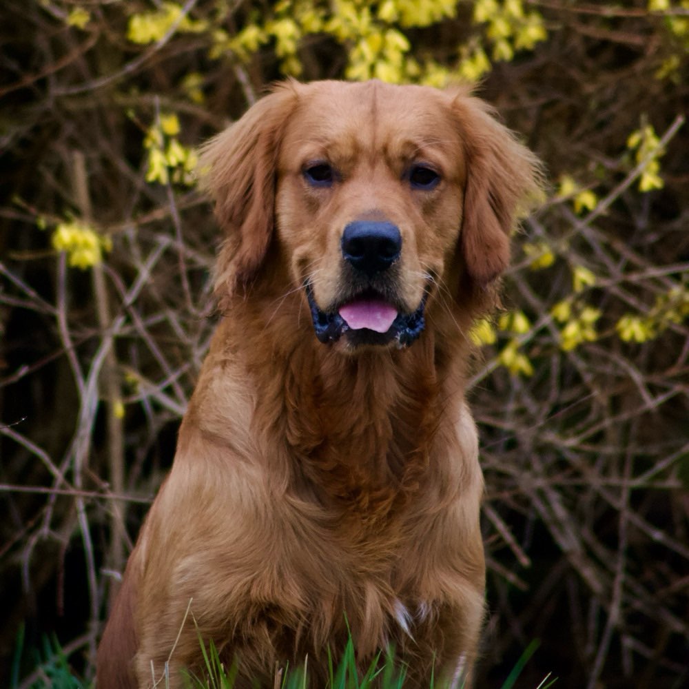 Hundetreffen-SocialWalk/Training/Gassi/Beschäftigung-Profilbild