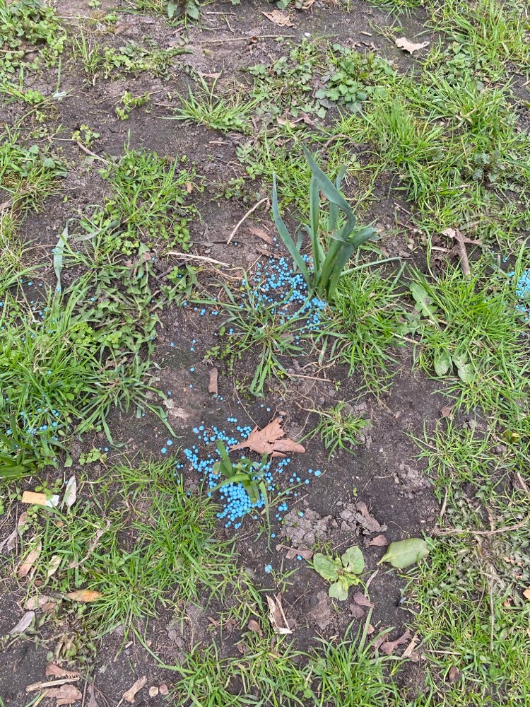 Erneut Blaukorn im Volkspark Friedrichshain in Berlin 26.04.2021