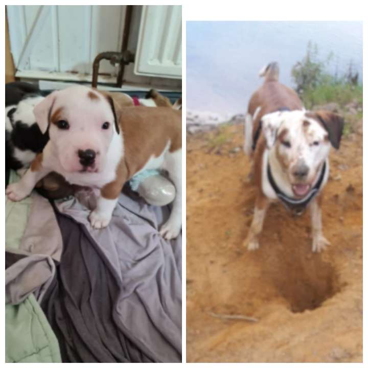 Hundetreffen-Treffen zum spazieren und spielen(Junghund)-Profilbild