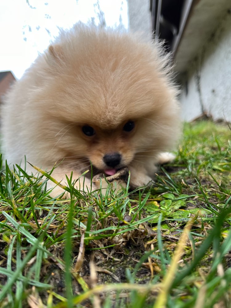 Hundetreffen-Junghundspielen-Profilbild