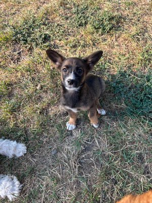 Hundetreffen-Regelmäßige Spaziergänge-Profilbild