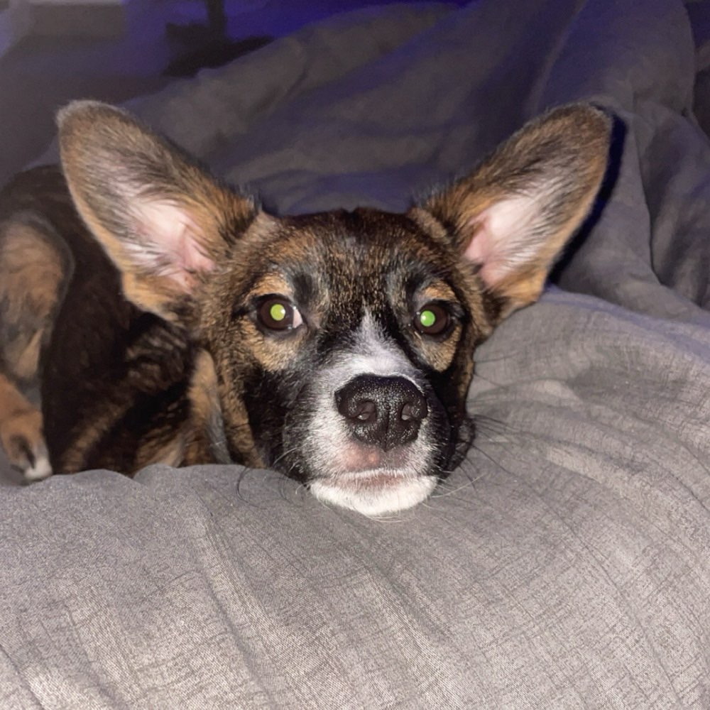 Hundetreffen-Regelmäßige Spaziergänge-Profilbild