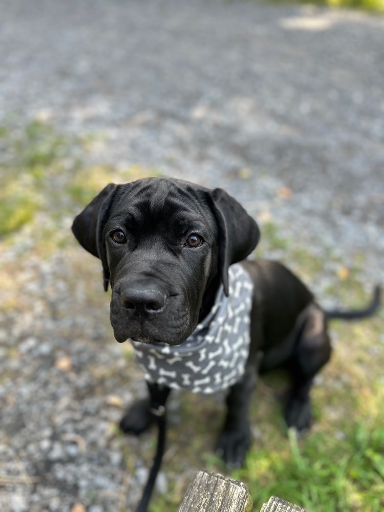 Hundetreffen-Cane corso Welpe sucht Freunde ☺️-Profilbild