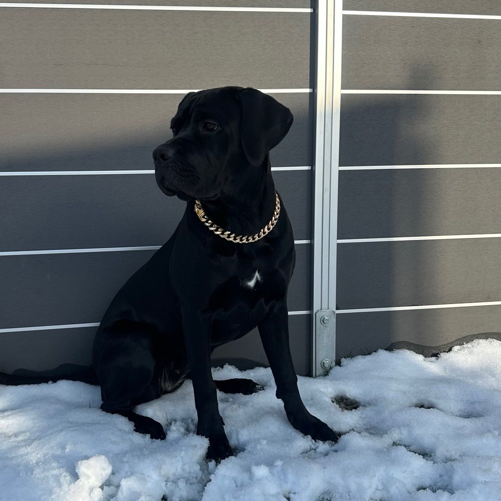Hundetreffen-Cane corso Welpe sucht Freunde ☺️-Profilbild