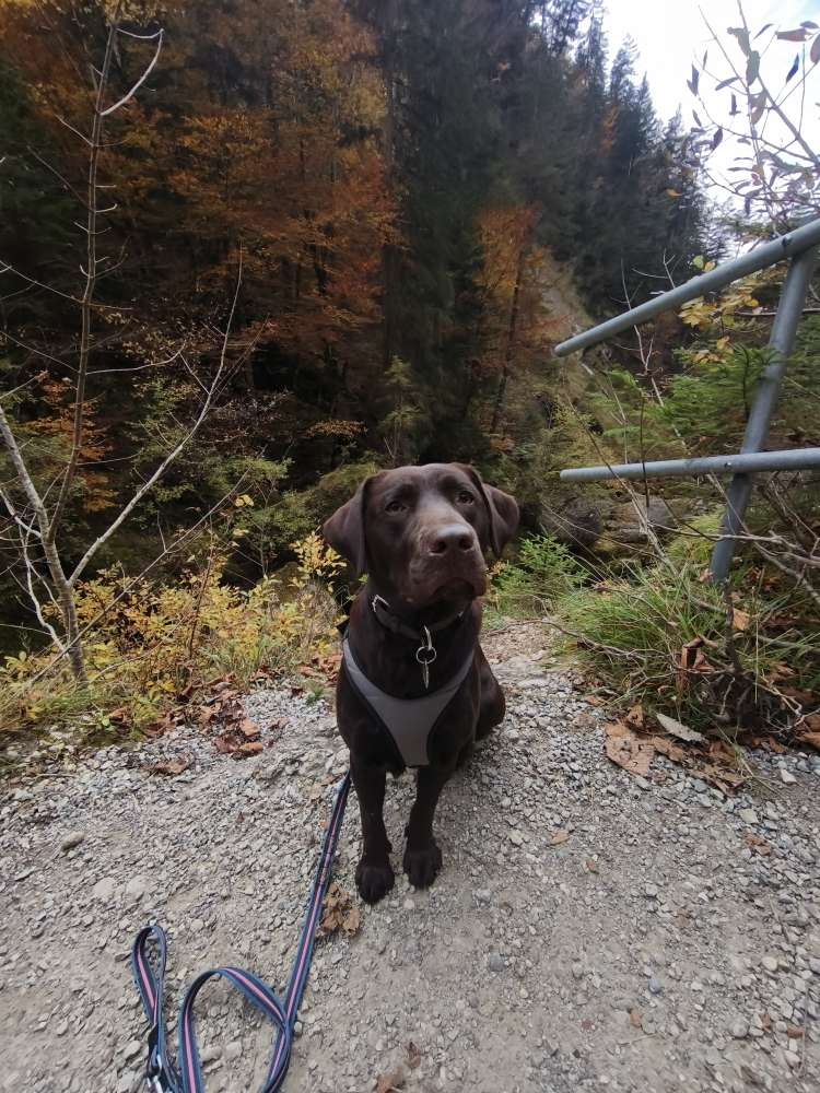Hundetreffen-Spielrunde in Elsen-Profilbild