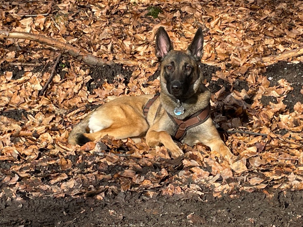 Hundetreffen-Gassirunde/ Spielrunde mittelgr. Hunde-Profilbild