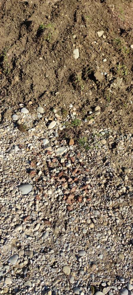 Giftköder-Fleischstücke ausgelegt-Profilbild