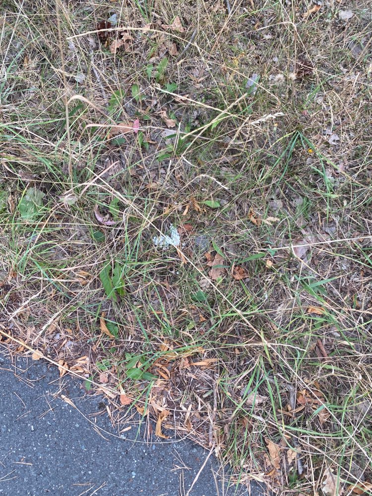 Giftköder-Evtl. Gift-Profilbild