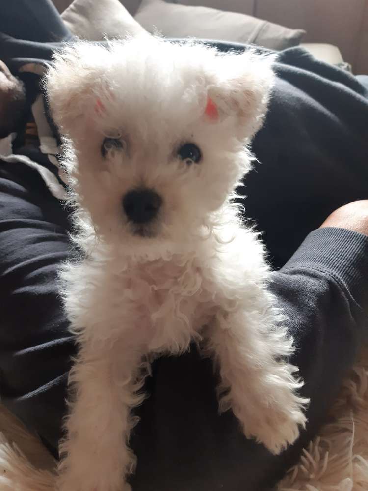 Giftköder-Rattengift Köder-Profilbild