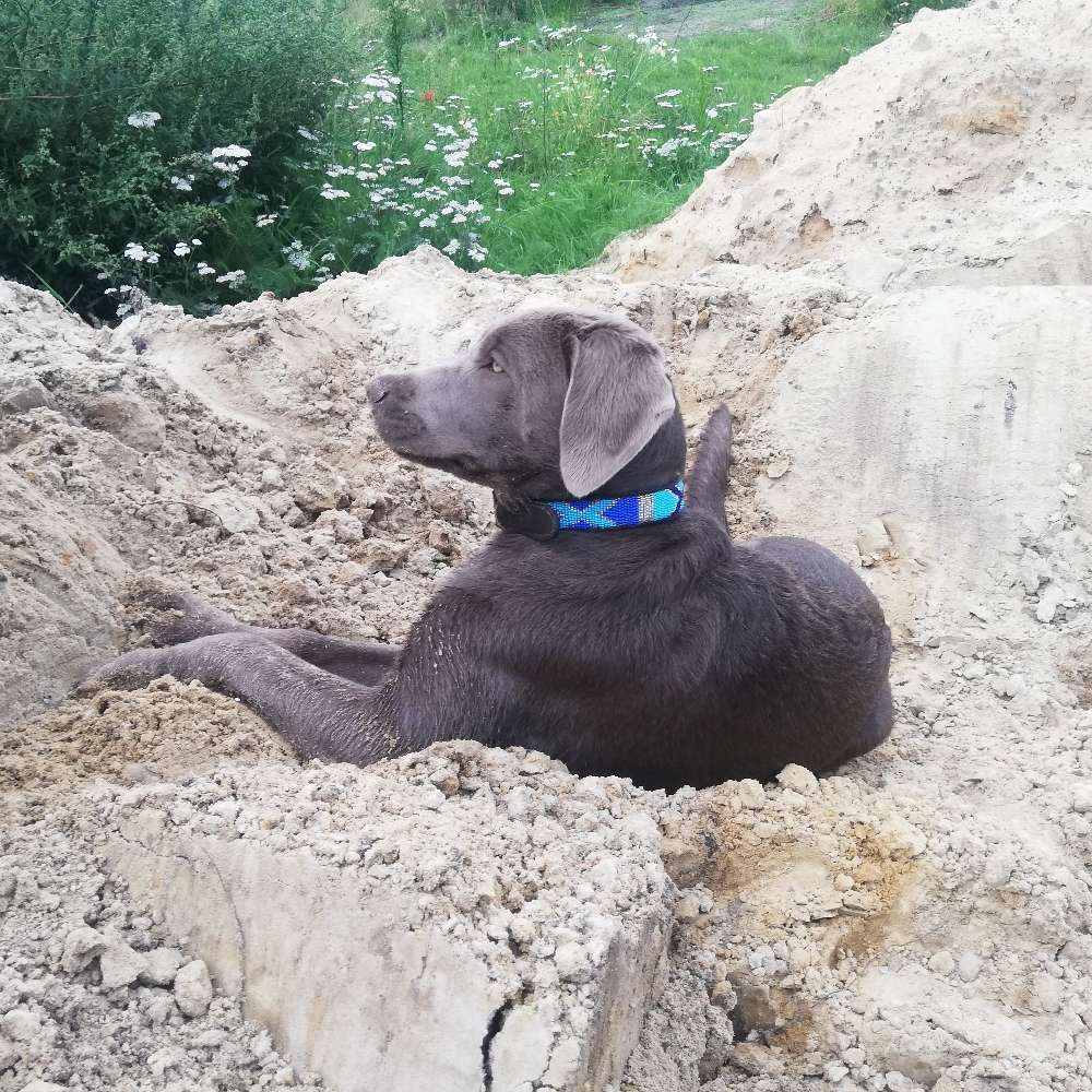 Hundetreffen-Welpen/ Junghund treffen-Profilbild