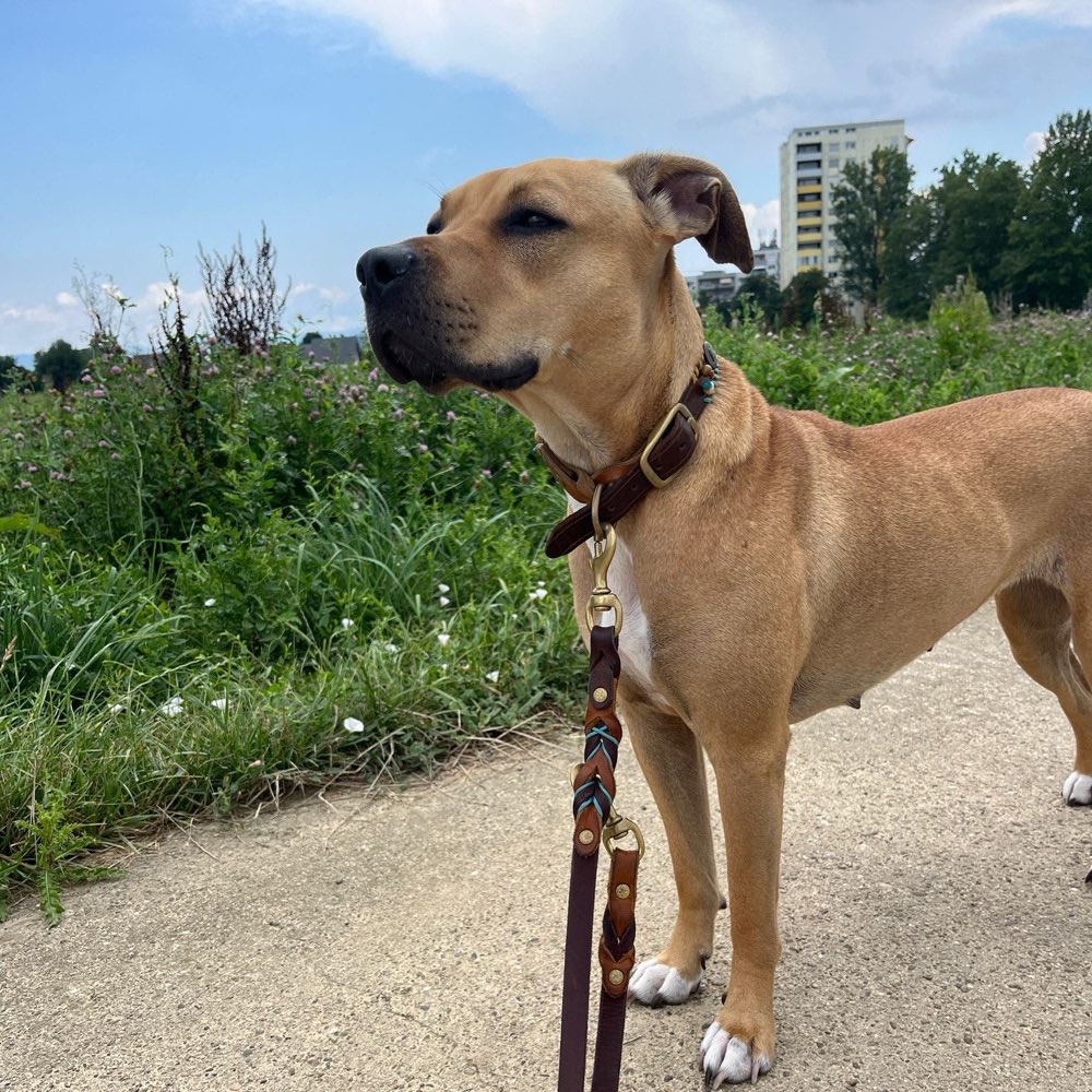 Hundetreffen-Zusammen Spielen/Gassi gehen-Profilbild