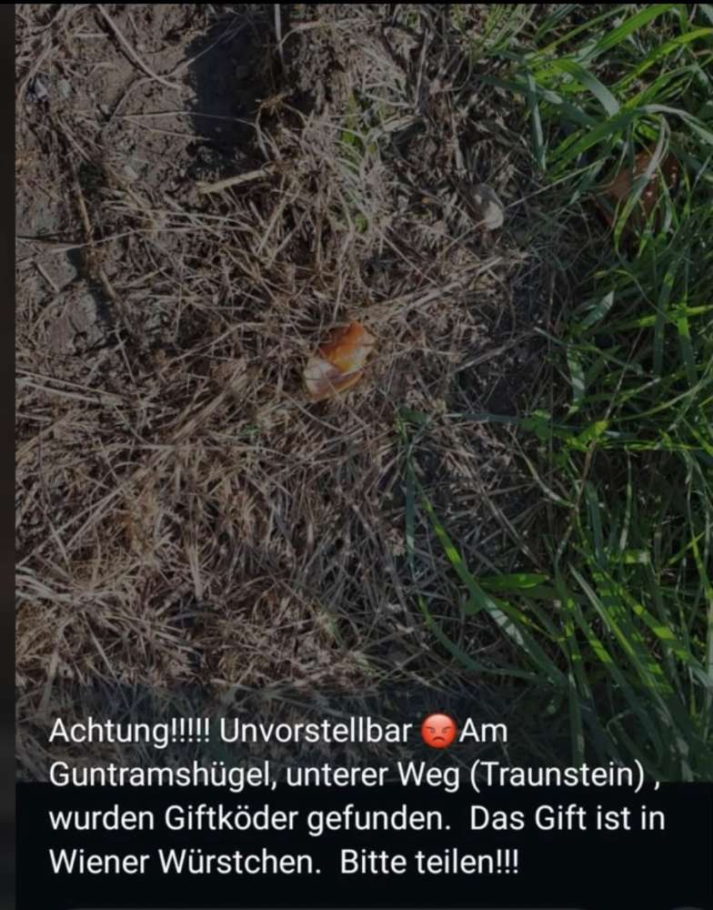 Giftköder-Giftköder-Profilbild