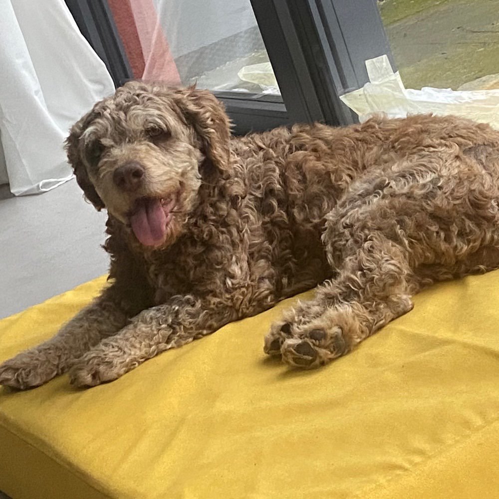 Hundetreffen-Hundebegegnungen üben und Spaziergänge-Profilbild