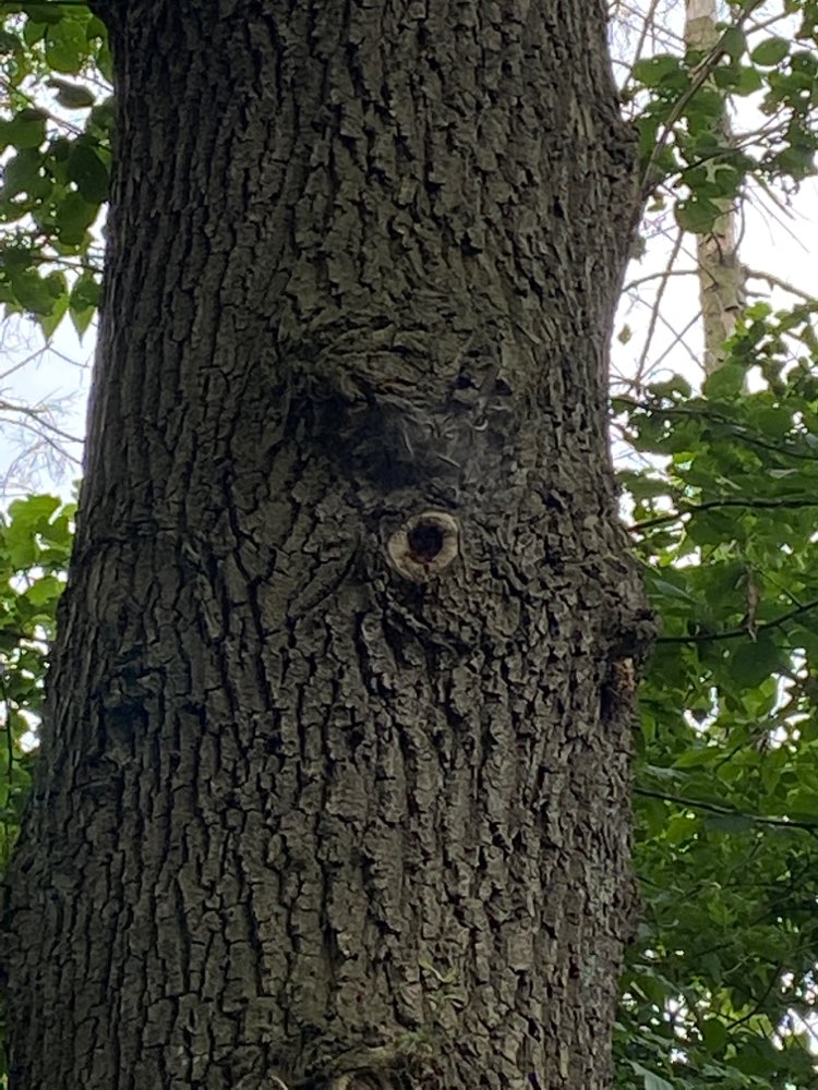 Giftköder-Eichenprozessionsspinner-Profilbild