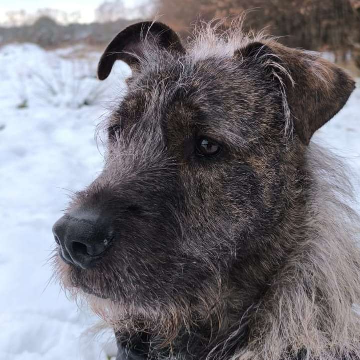 Hundetreffen-Soziales Training und Auslastung-Profilbild