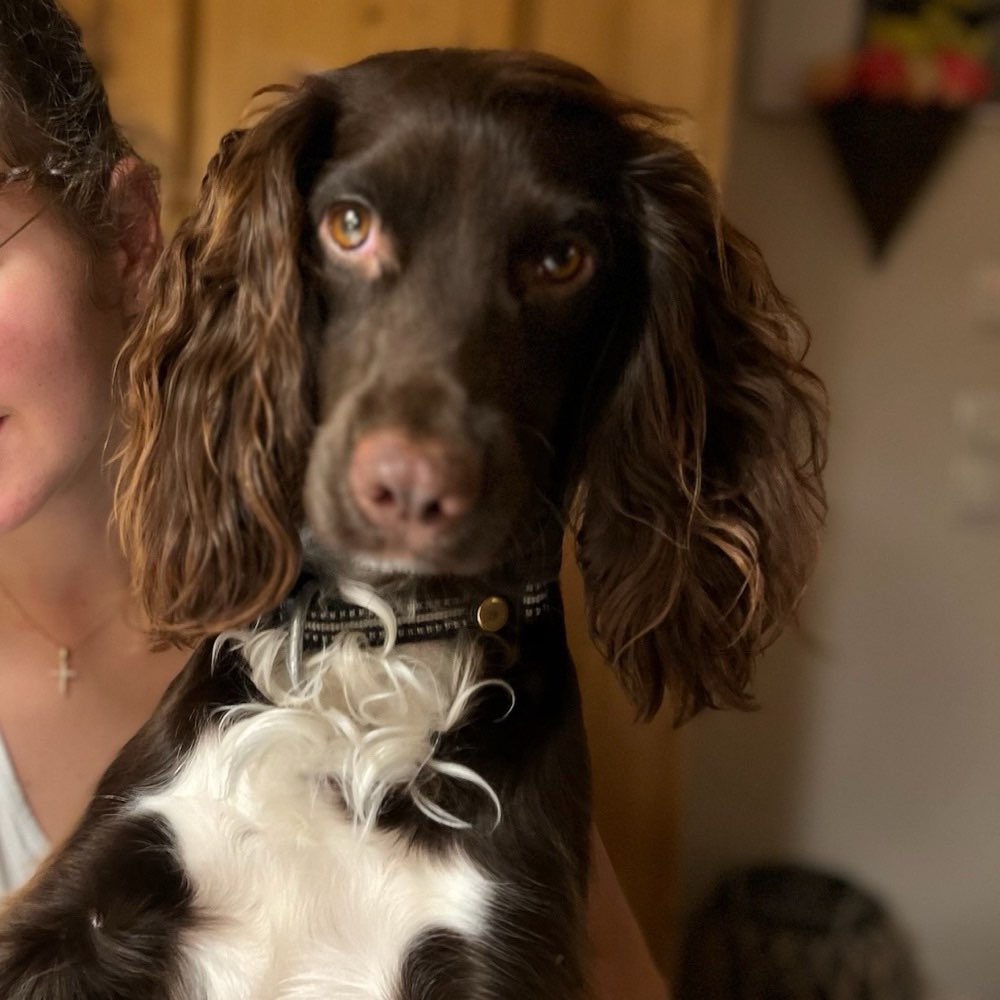 Hundetreffen-Spielgefährte für Coco-Profilbild