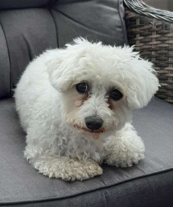 Hundetreffen-Gassi gehen und spielen-Profilbild