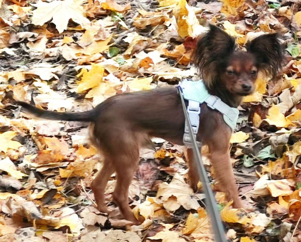 Hundetreffen-Spaziergang bei den Feldern oder in der Au-Profilbild