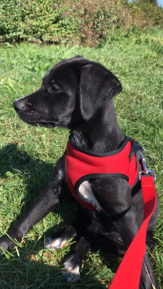 Hundetreffen-Vach-Profilbild