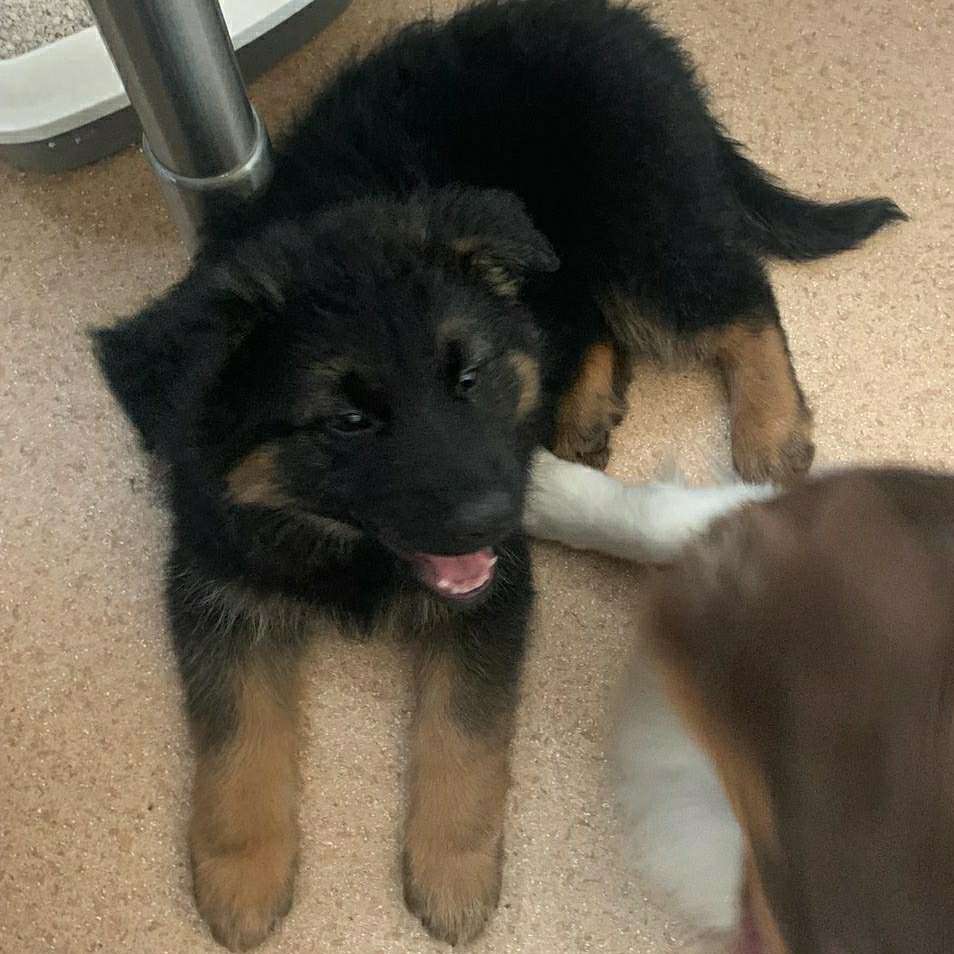 Hundetreffen-Welpentreff-Profilbild