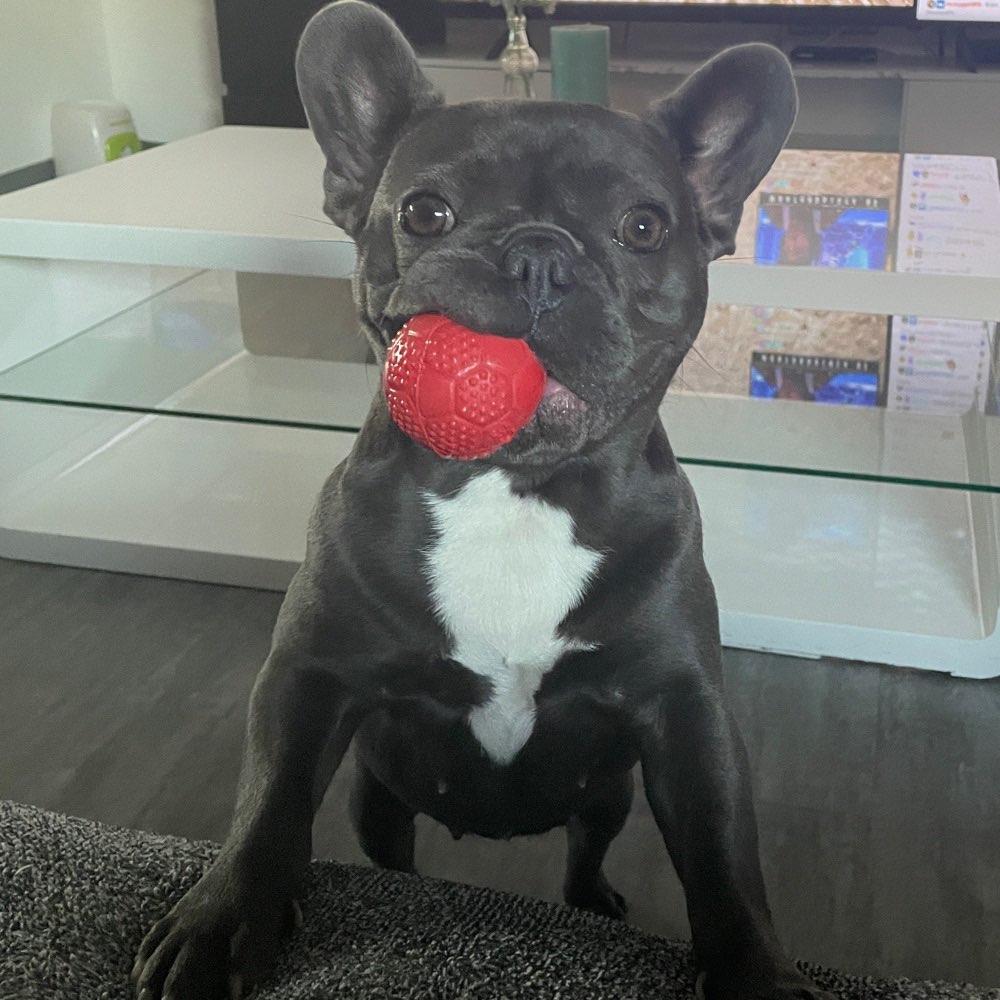 Hundetreffen-Hunde Freunde gesucht!🐾-Profilbild