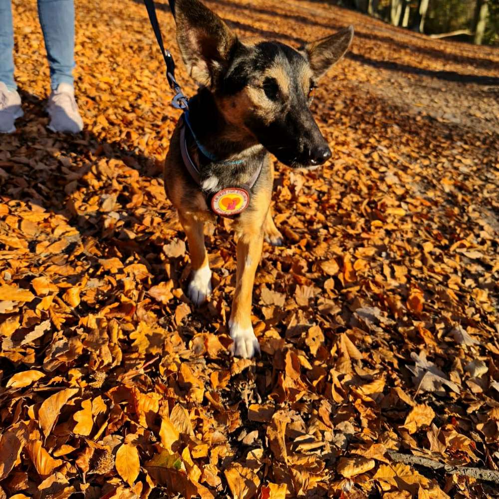 Hundetreffen-Tierschutzhunde Spielerunde Bochum-Profilbild