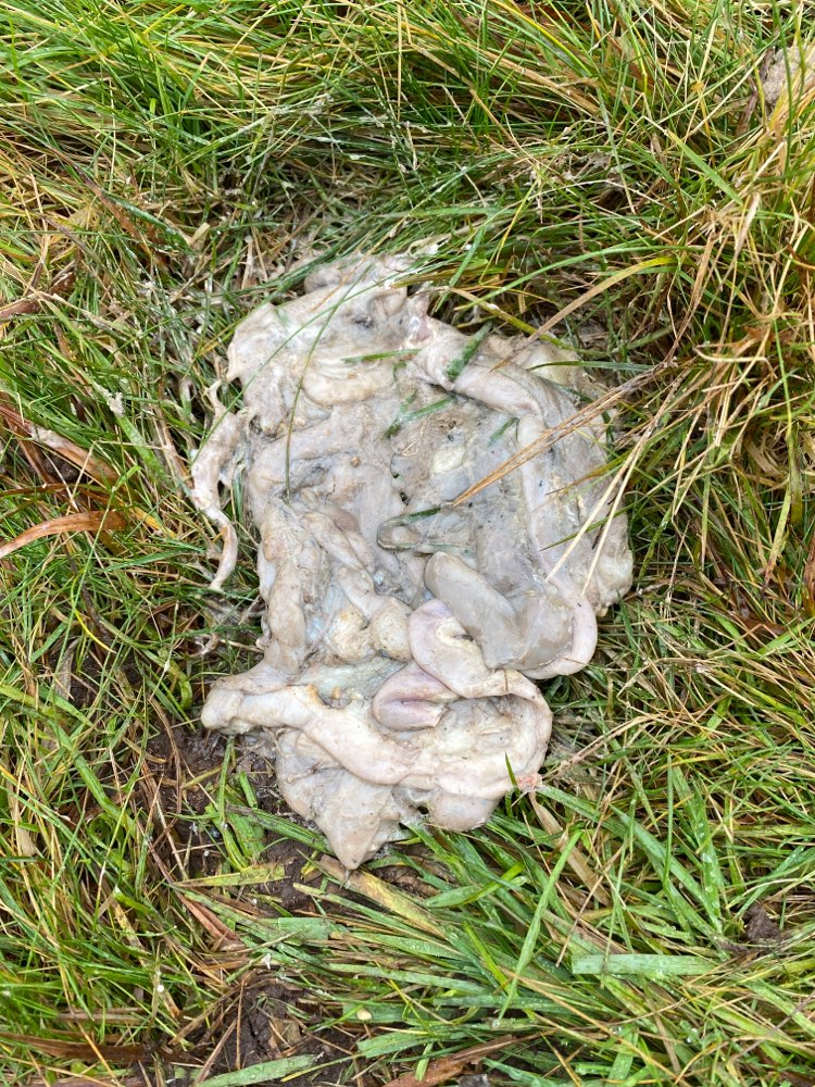 Giftköder-Innereien-Profilbild