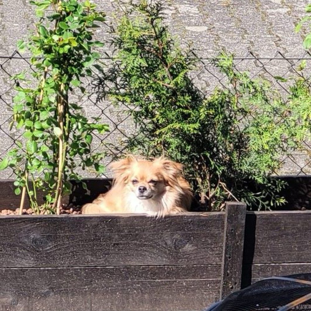 Hundetreffen-Hundetreffen-Profilbild